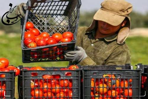بی‌تدبیری در افزایش قیمت گوجه